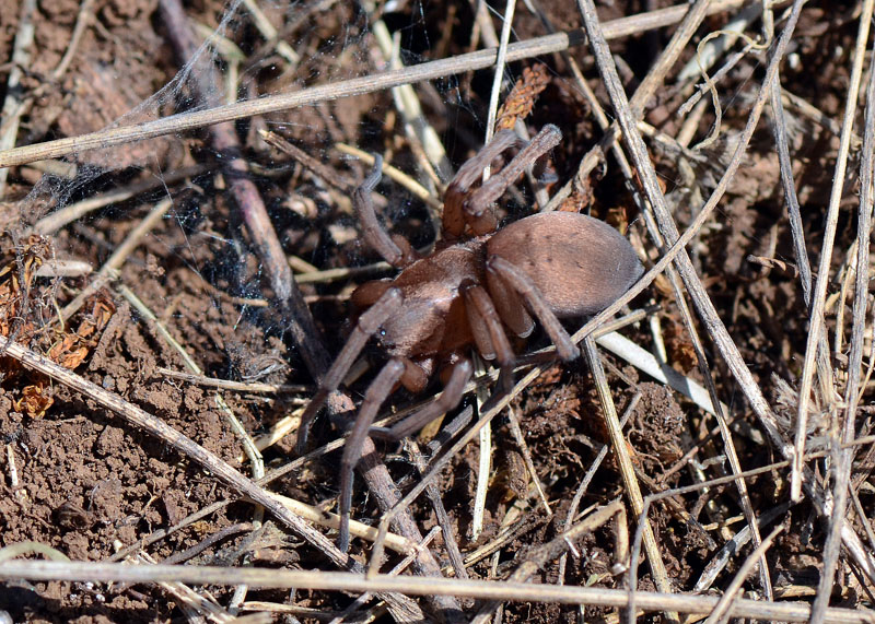 Drassodes sp.